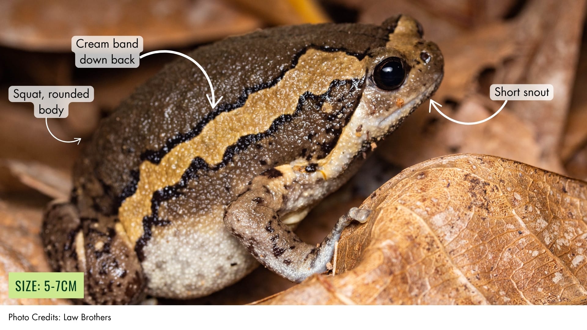 Banded Bullfrog